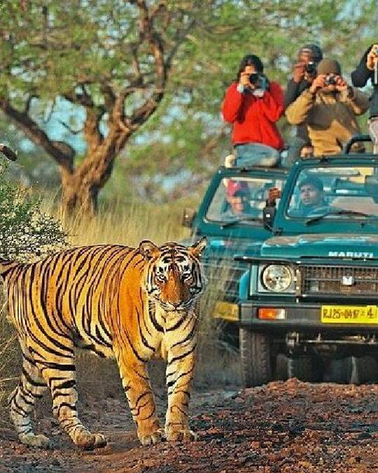 Stunning view of Jim Corbett National Park showcasing a jeep safari, highlighting how to reach Jim Corbett, the best timing to visit, and various adventure activities.