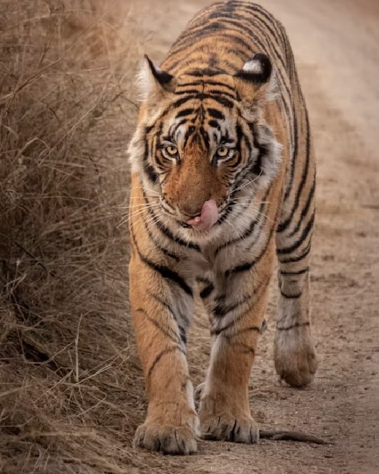 Experience thrilling wildlife tour packages in India, including Indian safari adventures and memorable tiger tours India.