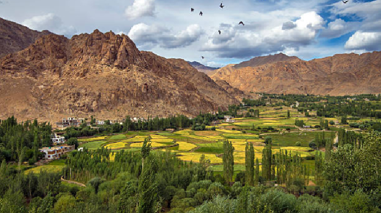 Phyang Gompa, Phyang Monastery, Phyang Monastery of Ladakh, Phyang Monastery Ladakh