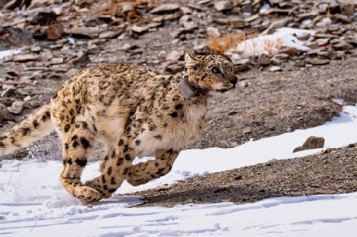 Hemis National Park, Hemis Tour Packages, Hemis wildlife Safari, Hemis National Park India, Hemis Wildlife, Best Time to visit Hemis