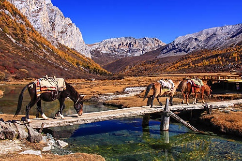 Hemis National Park, Hemis Tour Packages, Hemis wildlife Safari, Hemis National Park India, Hemis Wildlife, Best Time to visit Hemis