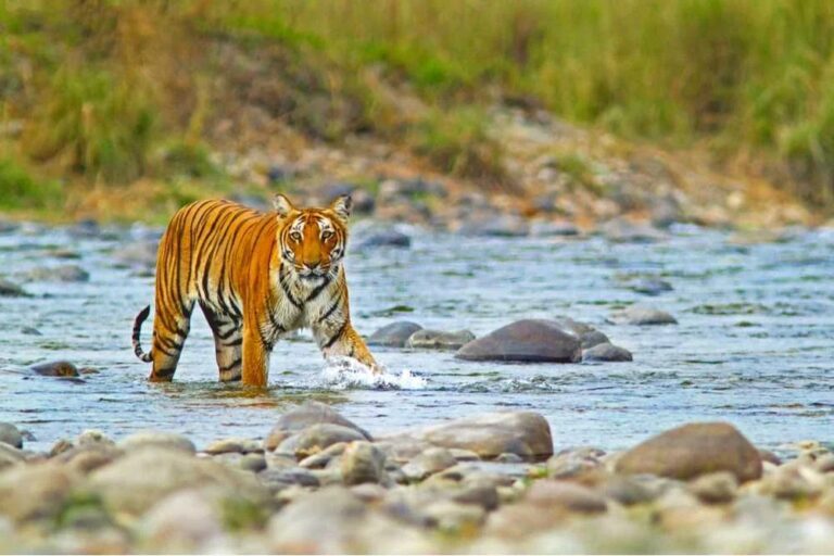 Stunning view of Jim Corbett National Park showcasing a jeep safari, highlighting how to reach Jim Corbett, the best timing to visit, and various adventure activities.