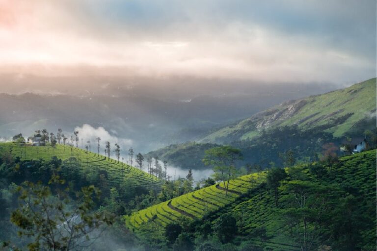 Munnar Kerala, Munnar tour, Munnar Tour Packages, Travel to Munnar