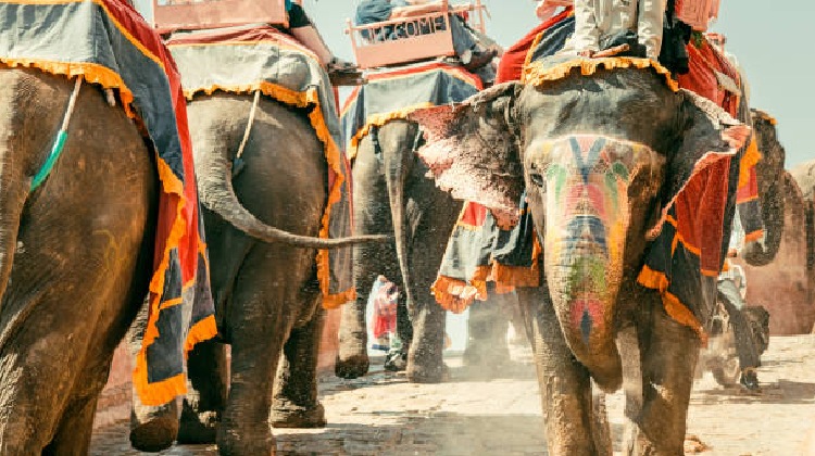 Experience the Elephant Festival in Jaipur: A captivating event showcasing Jaipur's festival attractions and iconic monuments.