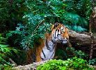 Explore India's Golden Triangle tour with Ranthambore. Enjoy exclusive Ranthambore tour packages and thrilling tiger safaris.