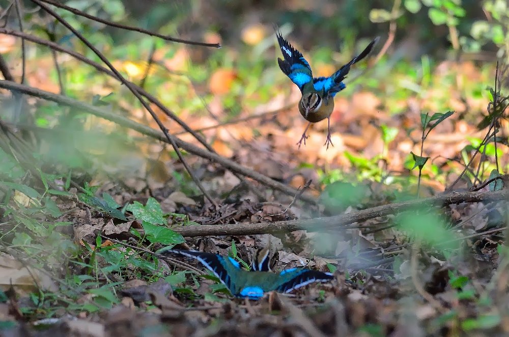 Descubre el Santuario de Aves Salim Ali en Goa: horario, ubicación y tranquilidad natural para observación de aves.