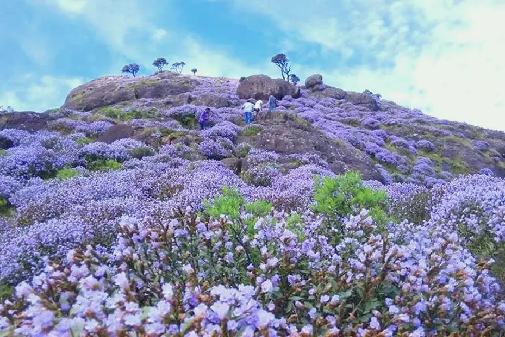 Explora el Parque Nacional Eravikulam en India con paquetes turísticos, disfruta de safaris de vida silvestre y descubre la mejor época para visitarlo.