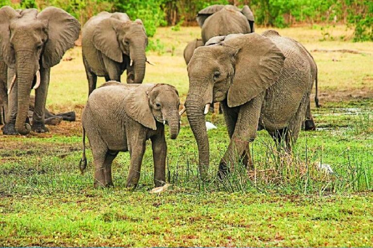 Descubre el Parque Nacional Periyar con paquetes turísticos, disfruta de safaris de vida silvestre y conoce la mejor época para visitarlo en Kerala.