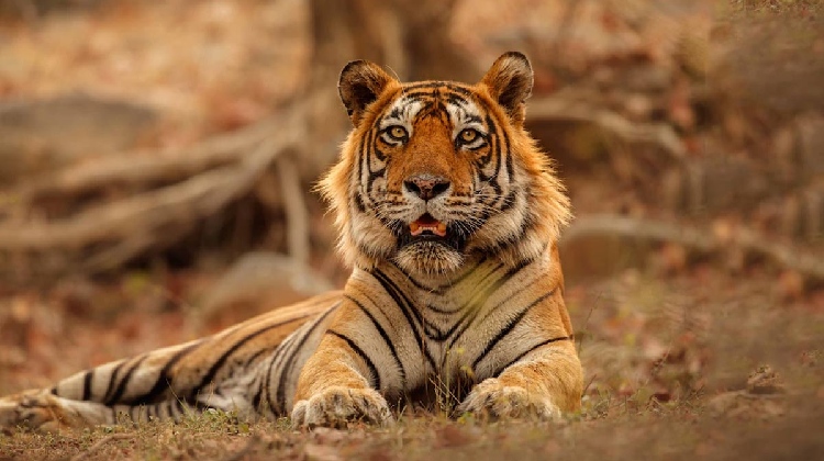 Disfruta un safari por Ranthambore con nuestros paquetes turísticos. Viaja de Delhi a Ranthambore y vive la emoción del safari con tigres.