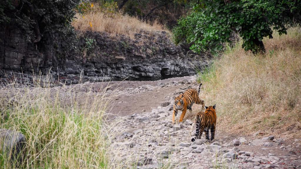 Imagen de un tour del Triángulo Dorado con Ranthambore, destacando paquetes turísticos en India con safari de tigres en Ranthambore.