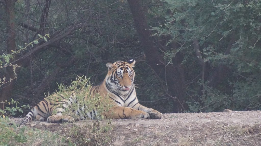 Imagen de un Tigre de Bengala en el Taj Mahal durante el Tour de 10 días por India, incluyendo visitas a los Tigres de Ranthambore y emocionantes Tours de Safari en India.