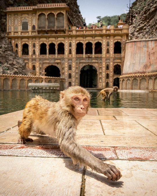 Turistas en un safari en India durante un tour de vida silvestre, observando tigres en su hábitat natural. Incluye paquetes de tour de vida silvestre y tours de tigres en India.