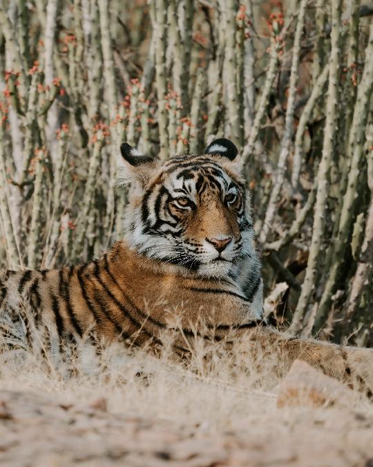 Turistas en un safari en India durante un tour de vida silvestre, observando tigres en su hábitat natural. Incluye paquetes de tour de vida silvestre y tours de tigres en India.