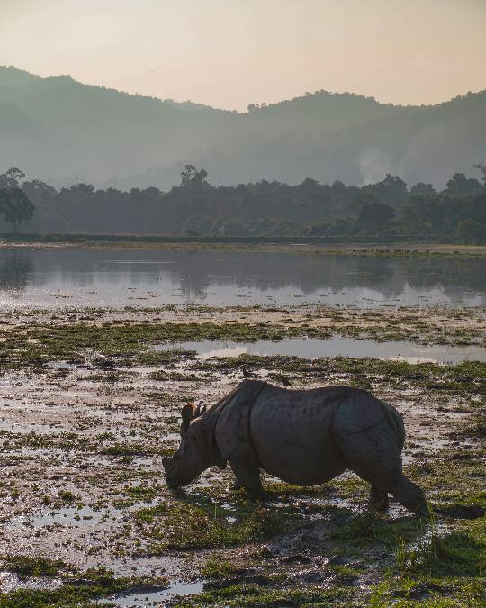 Turistas en un safari en India durante un tour de vida silvestre, observando tigres en su hábitat natural. Incluye paquetes de tour de vida silvestre y tours de tigres en India.