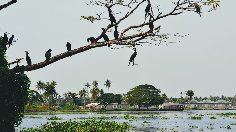 Historia de Kerala: cultura, tradiciones y evolución a lo largo de los siglos.