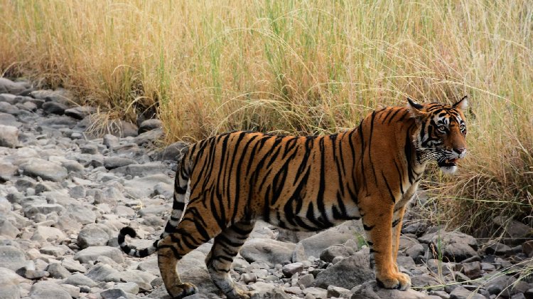 An exciting Ranthambore Jeep Safari in Sawai Madhopur, featuring stunning views of Ranthambore Fort and nearby attractions.