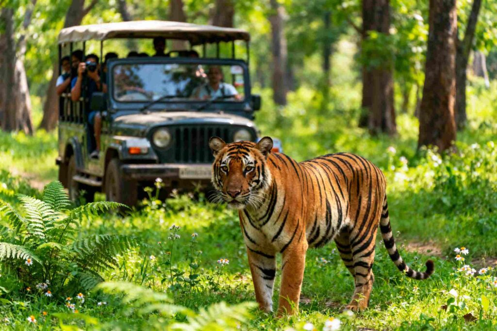paquete turístico de 2 noches y 3 días en Ranthambore desde Jaipur﻿